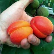 Саджанець Абрикос Пріція в контейнері